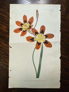 1797 Curtis Botanical Magazine Hand-Colored Engraving No. 381