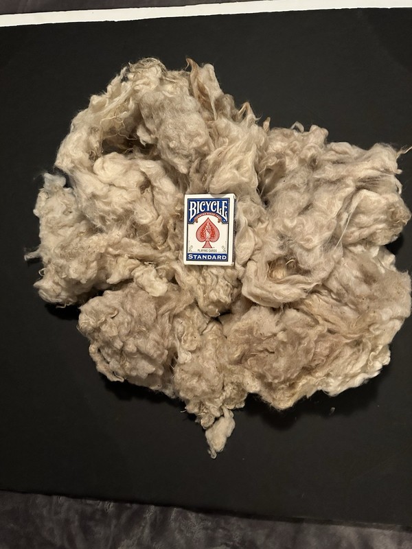 11.6oz Shetland X Natural Tippy Veggie Spinning Fiber (B26)