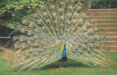 R731906 Somerset A Peacock at Cricket St Thomas Wild Life Park J Salmon Sevenoak