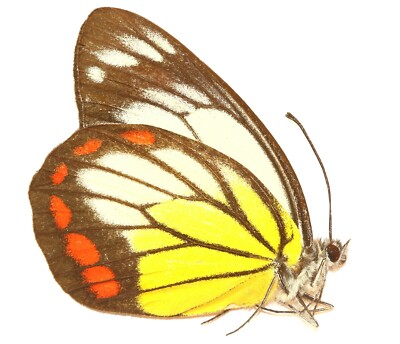 LEPIDOPTERA, PIERIDAE, DELIAS HYPARETE LUZONESIS von PHILIPPINEN