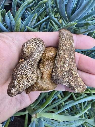 3 Mosasaurier teilverdaute Wirbel Raubmarken aus Texas Fossil