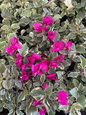 Well Rooted  Claret Red  Live VARIEGATED Bougainvillea starter/plug plant 