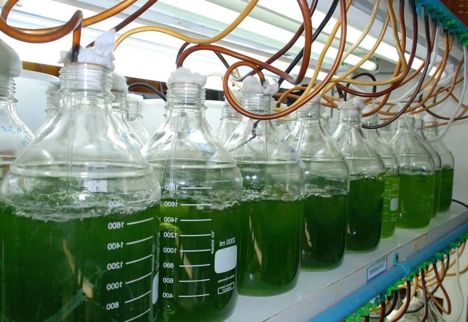 400ml Live Marine Phytoplankton - Ready to Use - Reef Aquarium Natural Food - Image 3 of 3