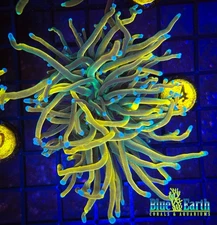 BEC TSA Pot of Gold Torch Euphyllia HG WYSIWYG Live Coral Frag LPS Rare #14