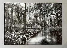 Loxahatchee River 2, Clyde Butcher Florida Landscape Prints 16x20, Matted, 