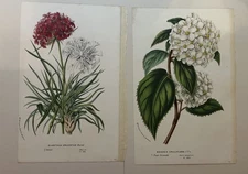 Van Houtte Original Floral Botanical Print set 2 -blood pink & begonia  c. 1840 