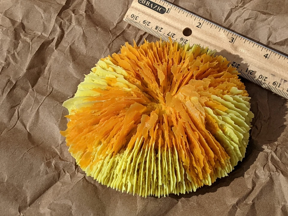 3 Peceras Coral Forma Disco Resina Nuevo Foto 3 de 4