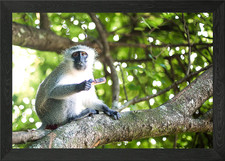 Vervet Monkeys Framed Wall Art Poster Canvas Print Picture