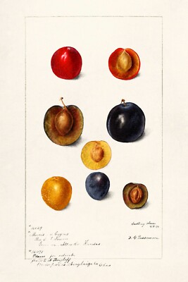 13351.Wall Decor Poster.Watercolor art.Room Interior design.Kitchen.Cherry fruit
