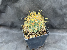 FEROCACTUS CHRYSACANTHUS CACTUS PIANTE GRASSE AGAVE SUCCULENTE 7086