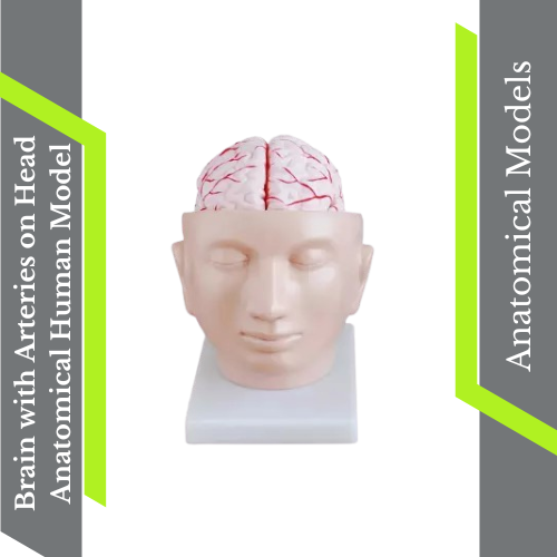 Modelo humano anatómico cerebro con arterias en la cabeza - Imagen 3 de 5