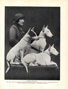 1930s Vintage Bull Terrier Print Brendon Champions & Mrs Adams 6642f