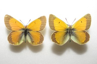 Colias arida arida Butterfly from China. Moth/insect #1