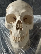Artificial Human Skull Anatomical Model.