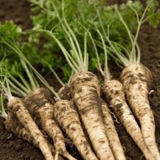 250 Graines - Persil Tubéreux - Semences Paysanne - BIO