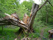 Photo 6x4 Downy Birch, Priory Park Reigate This Downy Birch (Betula pubes c2009