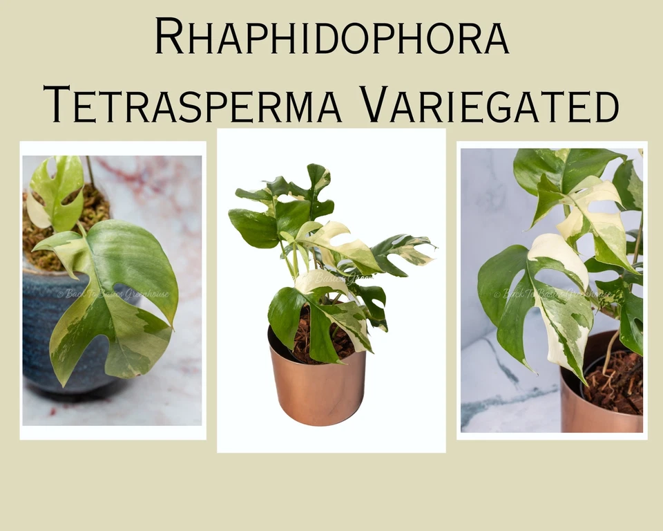 Plantas y esquejes enraizados Rhaphidophora Tetrasperma abigarrados Albo Mini Monst Foto 3 de 4