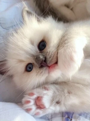 free kittens for sale near me