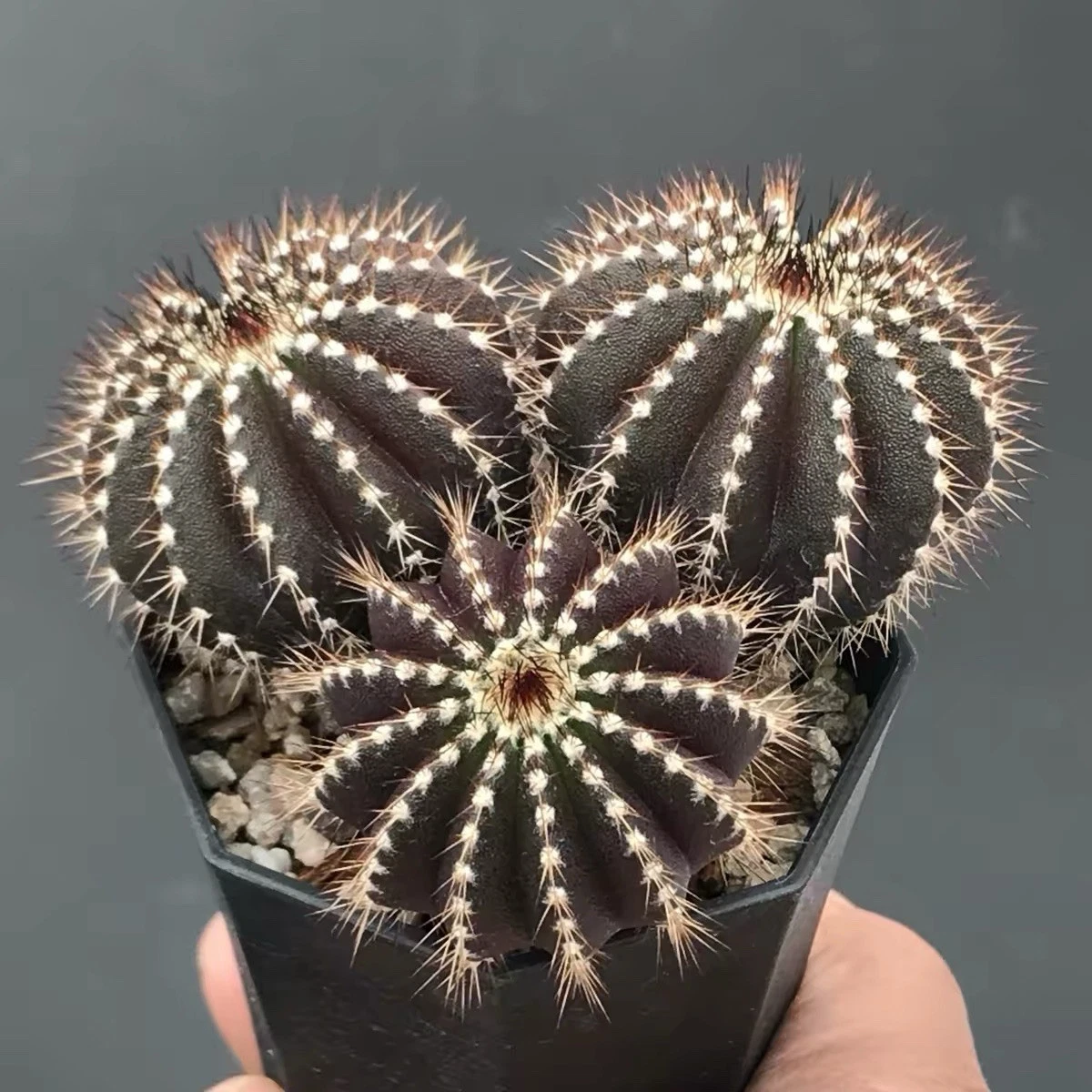 Rare Purple Barrel Cactus Seed Grown Unique Collector Plant One Of A Kind
Opens in a new window or t