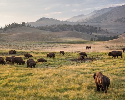 Bison, Lamar Valley 8''x10'' Photograph Print 8x10