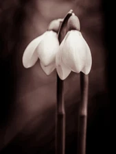 Two Snowdrops Flowers Framed Wall Art Print 12X16 In