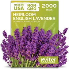 English Lavender Seeds for Planting Outdoor Indoor