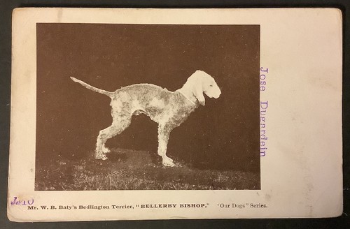 antique  Dog Postcard  BEDLINGTON TERRIER  CH Bellerby Bishop 1930