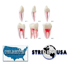 Ivorine Teeth with Root for Endodontic Practice Set of 6