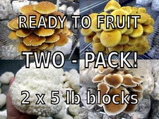 TWO Blocks Your Choice Mushroom Kit Multi-Pack!