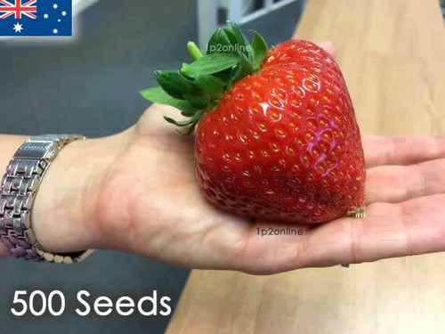 Strawberry Seeds Giant Large Red 