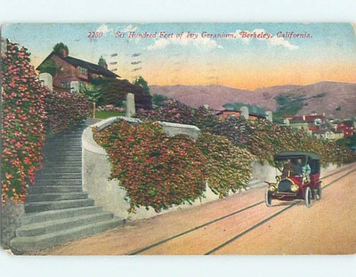 Div-Back GERANIUM FLOWERS ALONG THE ROAD Berkeley California CA 60k cards HM7451