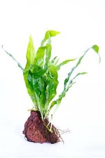 Java Fern on Rock - Tropical Water Live Aquarium Plants