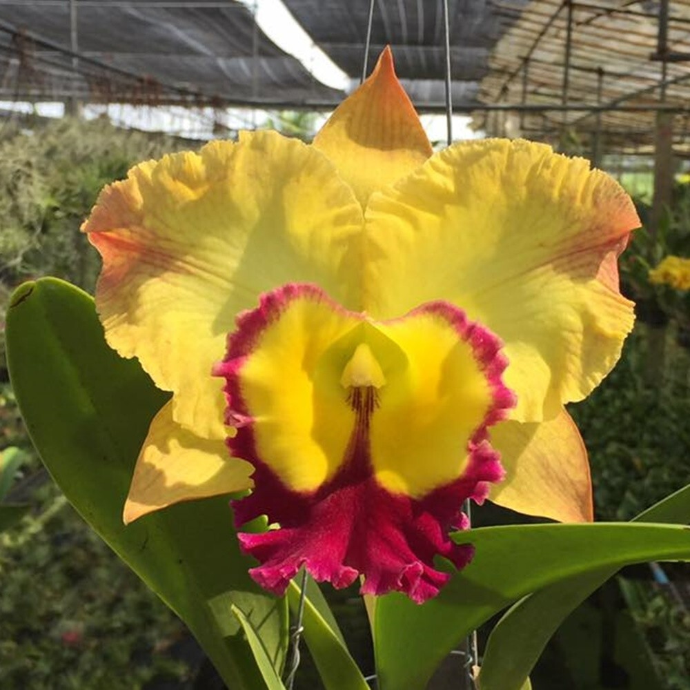 Orchid Cattleya Saeng U-Sa Plant Pot Size 3-4 Inchs | eBay