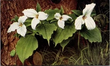 WHITE TRILLIUM Flowers Postcard