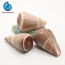 Conus Loroisii Seashells: Natural Beach Decor, Shell Art