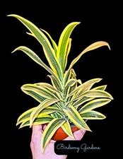 The Song of India (Dracaena Reflexa) Variegated plant as pictured 4" pot