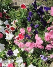 ♫ SURFINIA Pétunia 'Doux Mélange Mélangé' ! ♫ Graines ♫ Pl Suspention Rocaille ♫