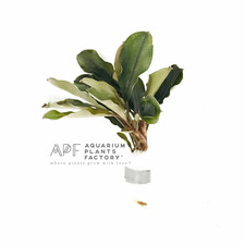 Bucephalandra Dark Blue Buce Aquarium Plants Factory
