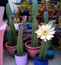 LARGE 20" Peruvian Apple Blue Green Cactus 