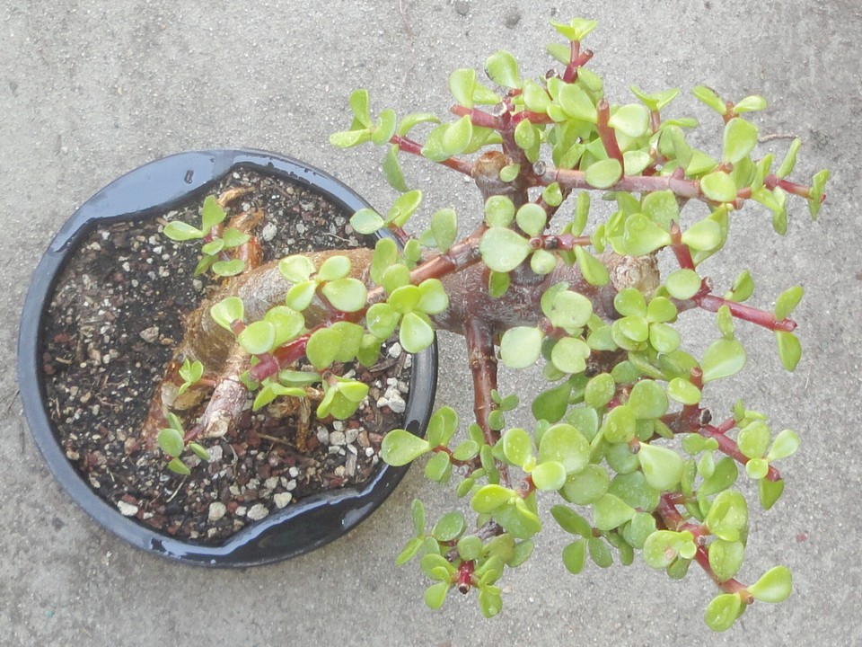 Cork Bark Jade Pre Bonsai Dwarf Kifu Fat Trunk Portulacaria Afra Flower