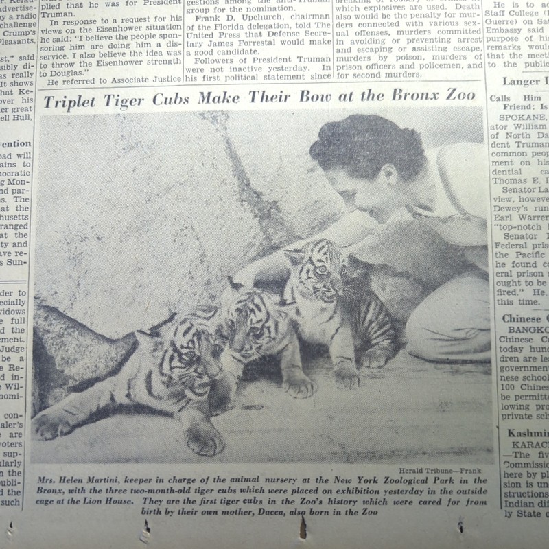 JULY 9, 1948 NEWSPAPER PAGE #2479- TRIPLET TIGER CUBS MAKE BOW AT THE BRONX ZOO