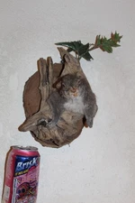 Taxidermy Squirrel Chipmunk Mount Novelty Present Whitetail Deer Log Cabin Decor