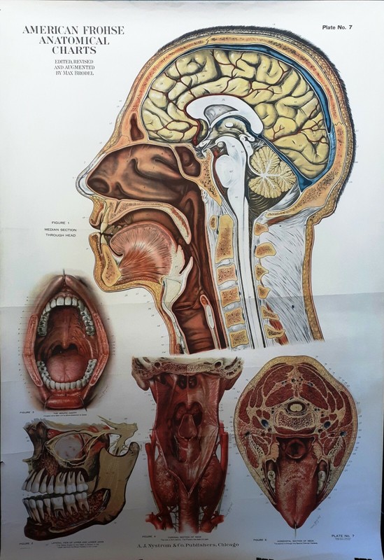 Max Brodel Signed Vintage American Frohse Anatomical Plate No.7 Human Head1920s 