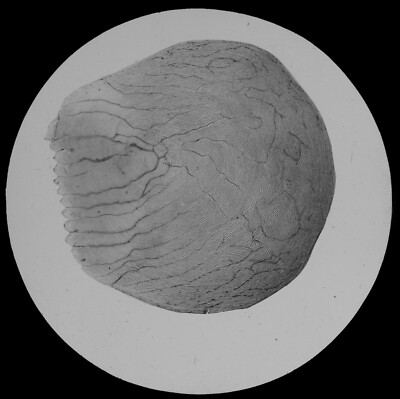 SCALE OF GOLDFISH 1894 OLD VICTORIAN MICROSCOPE PHOTO Magic Lantern Slide 
