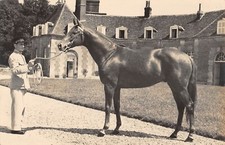 CPA 61 HARAS DU PIN /