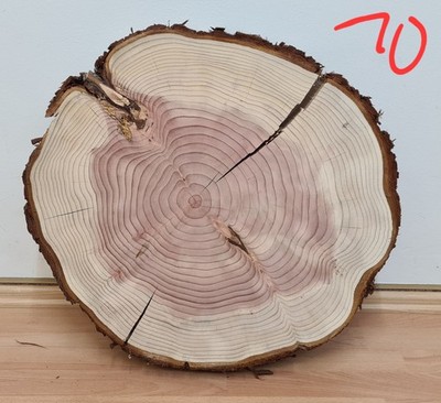 Baumscheibe Mammutbaum (10), 57x10 cm, geschliffen, eben, parallel, Sequoia