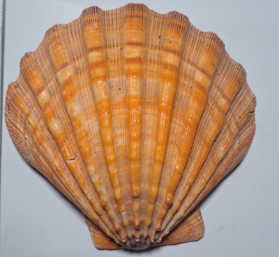 Polished Orange Lions Paw Scallop Seashell (One 5inch Shell)