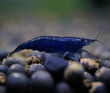 10 1 Live Blue Sapphire/Diamond Freshwater Aquarium Shrimp Neocaridina Easy Care