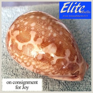 UNBELIEVABLE-Cypraea-mappa-92-0mm-GIGANTIC-BEAUTY-from-the-Philippines