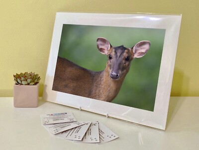 Kunstdruck Bild Bild Foto Fotografie - Muntjac Hirsch Bock Reh Tier
